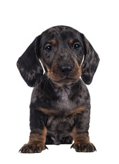 Super cute black tiger Dachshund aka teckel dog puppy, sitting up facing front. Droopy face looking...