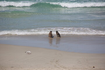 Seals on the beach