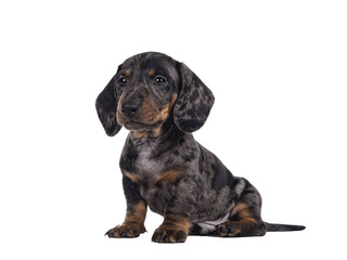 Super cute black tiger Dachshund aka teckel dog puppy, sitting up side ways. Droopy face and looking at camera. Isolated cutout on transparent background.