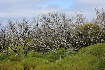 landscape with trees
