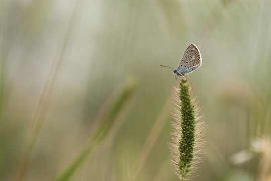 una farfalla su una spiga © Simona