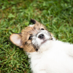 Obraz premium SAPDI_JACK_RUSSELL_TERRIER_34