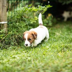 SAPDI_JACK_RUSSELL_TERRIER_33