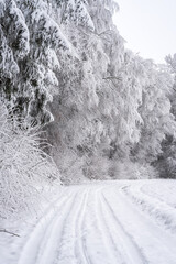 Woodland road covered in snow with forest in deep hoar frost