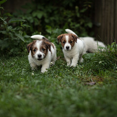 SAPDI_JACK_RUSSELL_TERRIER_25