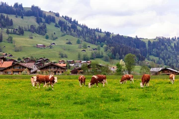 Foto op Canvas Herd of cows grazing on a green alpine meadow in the Swiss Alps, Switzerland © olyasolodenko