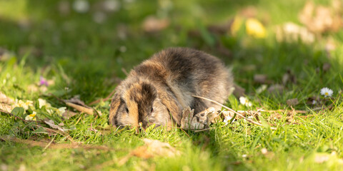 cute baby rabbit outside in garden