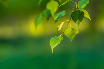 Fototapeta na wymiar Birch leaves background