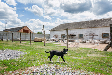 funny black and white puppy running on the sunny day on green grass on goat farm