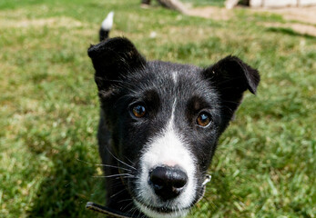funny black and white puppy running on the sunny day on green grass 