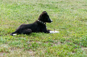 border collie puppy lying on the green grass	