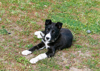 border collie puppy lying on the green grass