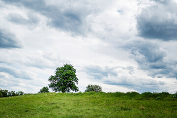 Fototapeta na wymiar tree on a hill