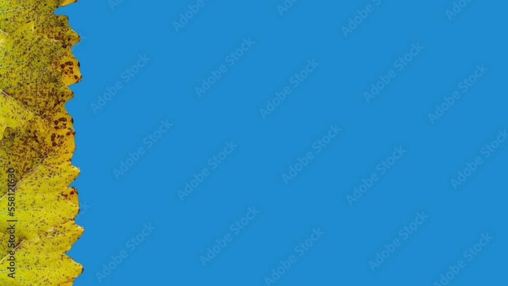 Poster yellow tree leaves on chroma key background with copy space.