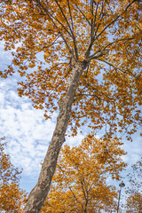 Autumn tree in Paris, France