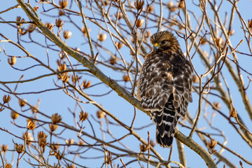 Perched Red Tail Hawk