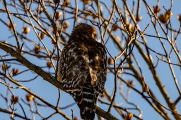 Perched Red Tail Hawk