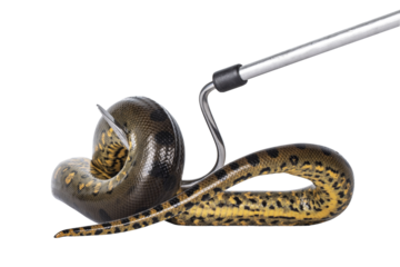 Handling a young Green Anaconda aka Eunectus murinus snake. Isolated cutout on transparent background.