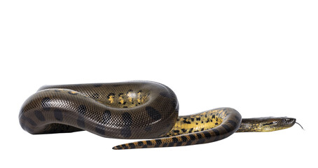 Young Green Anaconda aka Eunectus murinus snake. Isolated cutout on transparent background.