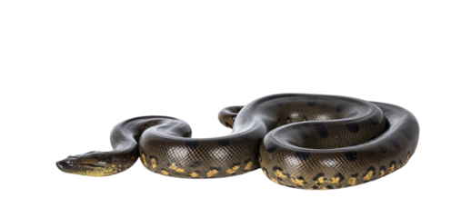 Young Green Anaconda aka Eunectus murinus snake. Isolated cutout on transparent background.