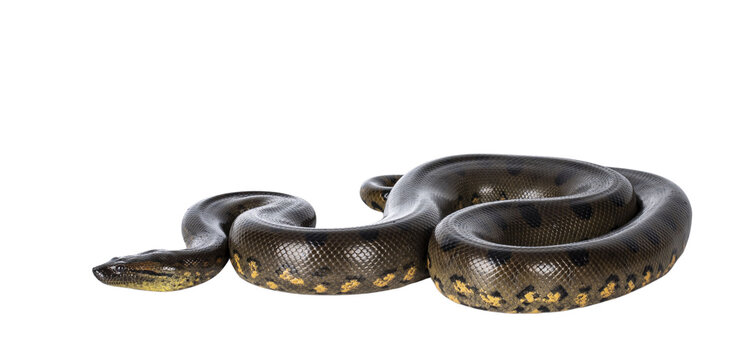 Young Green Anaconda aka Eunectus murinus snake. Isolated cutout on transparent background.