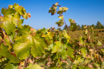 Close-up of a green vine leaf. Vine field. Vineyard for wine production.