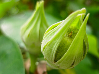 Close up macro image of green buds forming in a garden. Environmental background. Shallow depth of field.