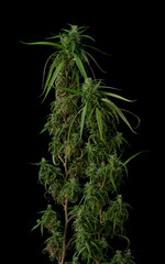 Fototapeta na wymiar Flower bud of cannabis Satival,Plant of marijuana medical use with a high content of CBD on a black background