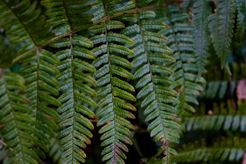 green fern leaves, close-up 2