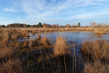 Pond in Coquibus heathland. Fontainebleau forest