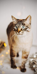A beautiful tabby gray Thai cat stands among garlands and Christmas decorations. Christmas with a pet.