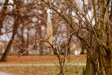 titmouse eating grain from a net feeder in the park. Winter feeding of urban birds. early spring in the park.