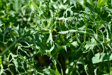 Fototapeta na wymiar Field eryngo leaves