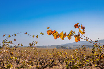 Close-up of a branch with red vine leaves over a field of vines out of focus on the horizon under the mountains. Vineyard for wine making.