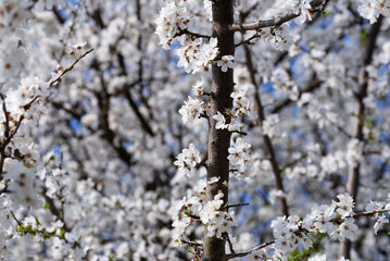 Full bloom of white cherry blossoms in spring