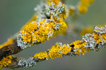 Orange lichen, yellow scale, maritime sunburst lichen or shore lichen (Xanthoria parietina) is a foliose or leafy lichen. Intensive color of structures on twigs of a tree, details in macro close up.