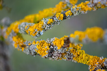 Orange lichen, yellow scale, maritime sunburst lichen or shore lichen (Xanthoria parietina) is a foliose or leafy lichen. Intensive color of structures on twigs of a tree, details in macro close up.