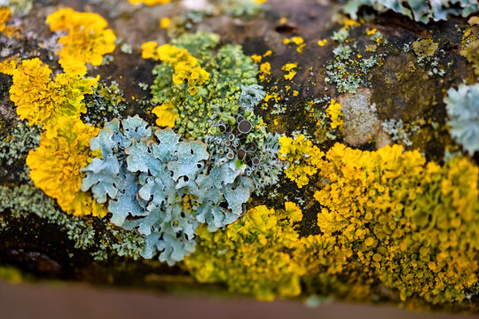 Orange lichen, yellow scale, maritime sunburst lichen or shore lichen (Xanthoria parietina) is a foliose or leafy lichen. Intensive color of structures on the twig of a tree, details macro close up.