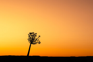 tree silhouette during stunning cloudless colorful sunset	
