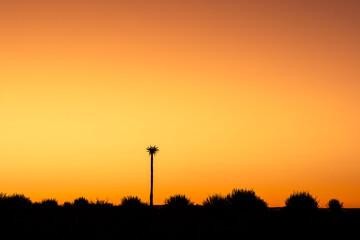 tree silhouette during stunning cloudless colorful sunset	
