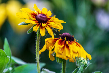 Two yellow fkowers in a summer day.