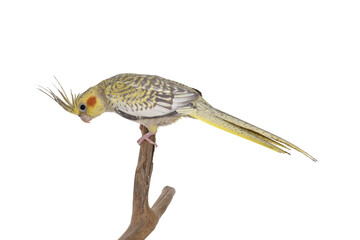Female Cockatiel bird aka Nymphicus hollandicus, sitting side ways on wooden branch. Isolated...