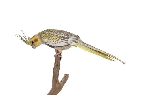 Female Cockatiel bird aka Nymphicus hollandicus, sitting side ways on wooden branch. Isolated cutout on transparent background. Crest up.