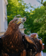 Eagle with head in profile on a blur background