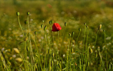 the beginning of the flowering of the poppy field before sunset