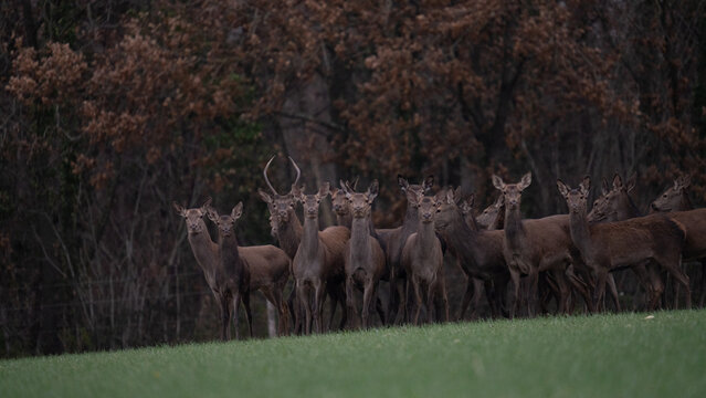 Harde de cerfs et biches