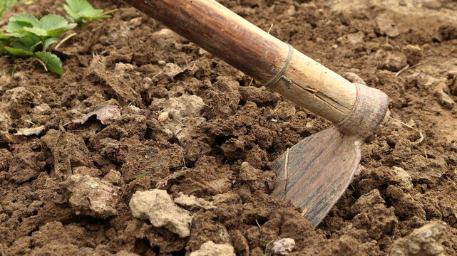 Vecchia zappa arrugginita nel giardino