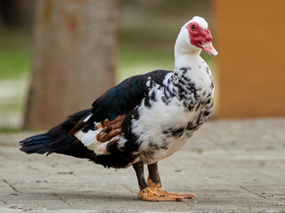 Domestic Muscovy Duck. Cairina moschata     