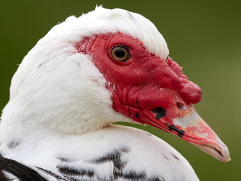 「バリケン」の画像 8,177 件の Stock 写真、ベクターおよびビデオ Adobe Stock