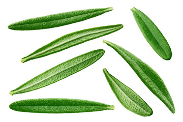 Rosemary isolated on white background, clipping path, full depth of field